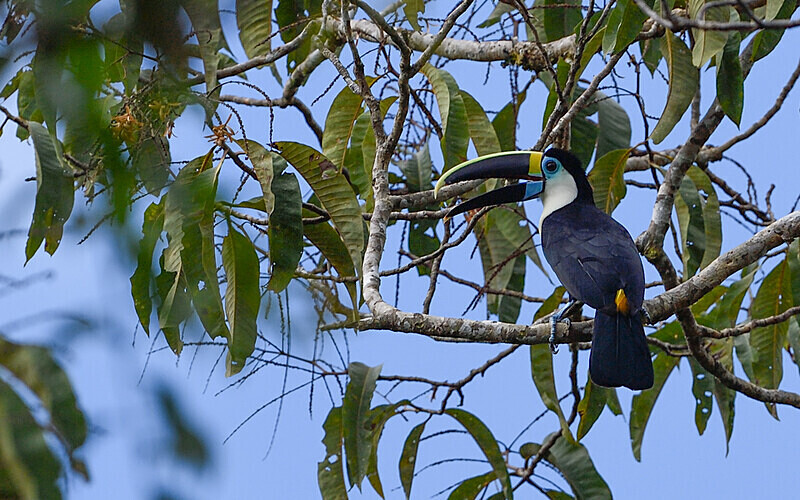 Cuvier's Toucan - Pacaya Samiria Pérou 2022