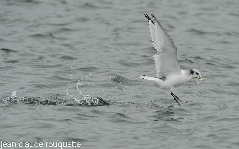 Black-headed Gull - Glacier bay national park (Alaska 2010)