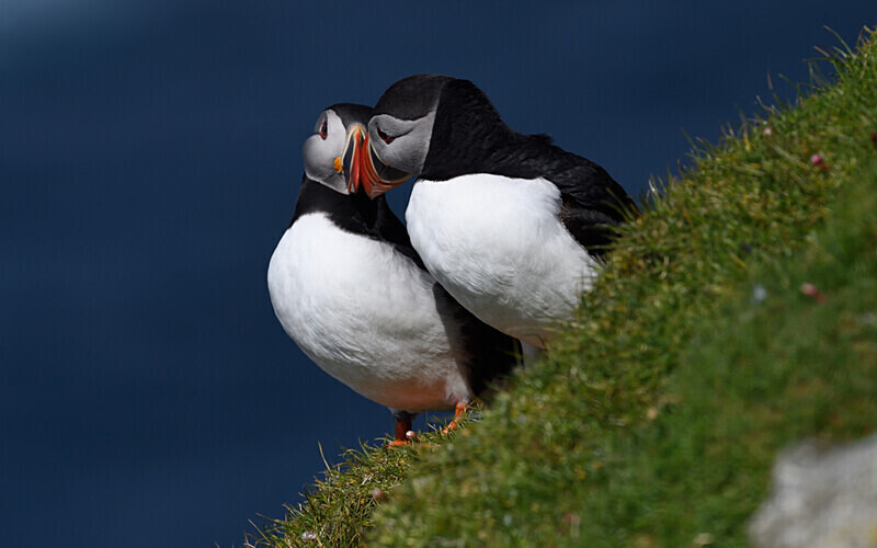 Herma Ness - Shetlands and Cairngorn national park (Scotland)
