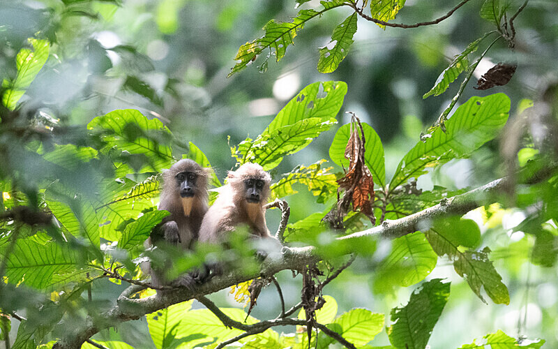 Young mandrills - Parc national de La Lope (Gabon 2024)