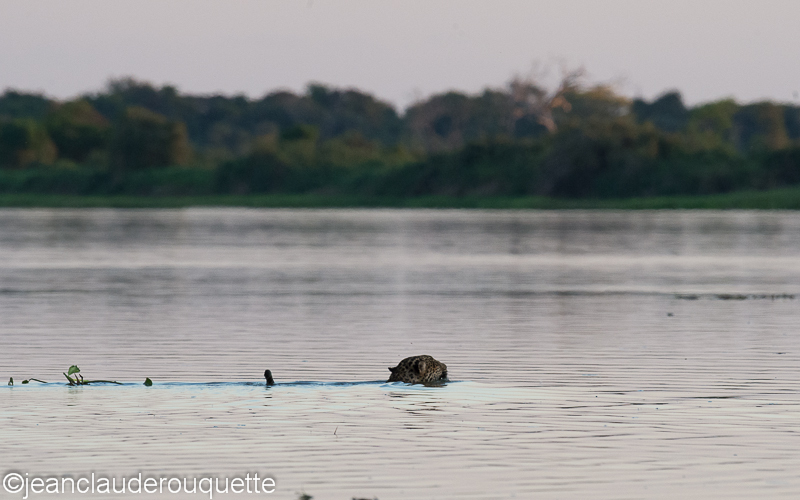 Jaguar crossing the Paraguay river - Pantanal Brazil 2015