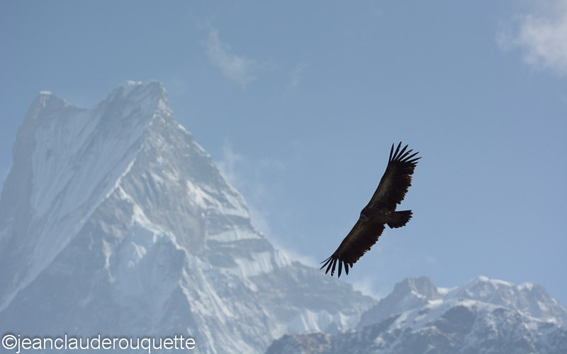Vulture around the Machapuchare - Annapurna conservation area (Népal 2014)