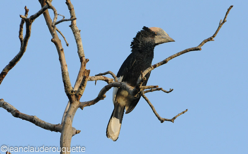 Casqued hornbill - Kibale N.P. Uganda 2012
