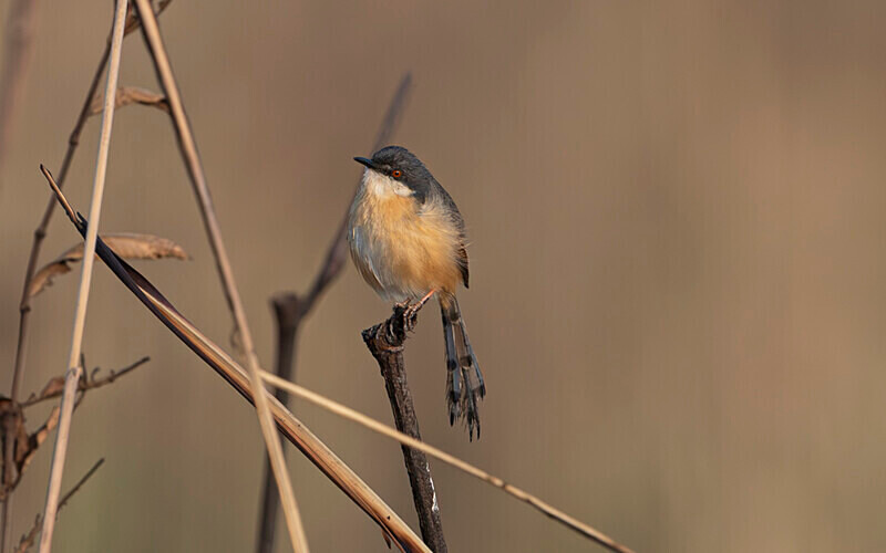 Ashy Prinia - Manas National Park North East India 2025