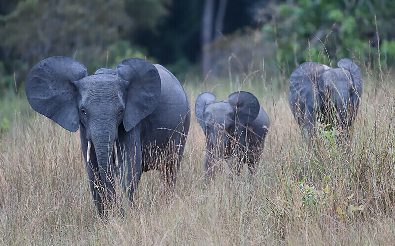  - Parc national de La Lope (Gabon 2024)