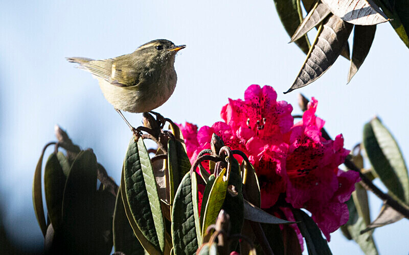 Ashy-throated Warbler - Singalila National Park February 2025 North East India