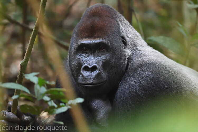  - Dzanga Sangha National Park (République Centrafricaine) 2019
