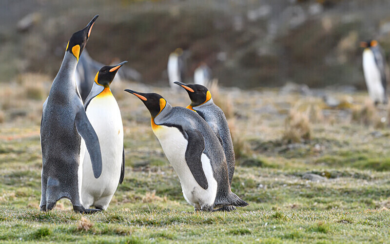  - Ushuaïa Malvinas South Georgia Antartica Peninsula