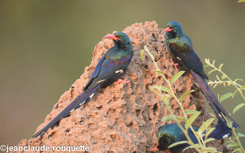 Green Wood Hoopoe - South Luangwa N.P. Zambia 2013