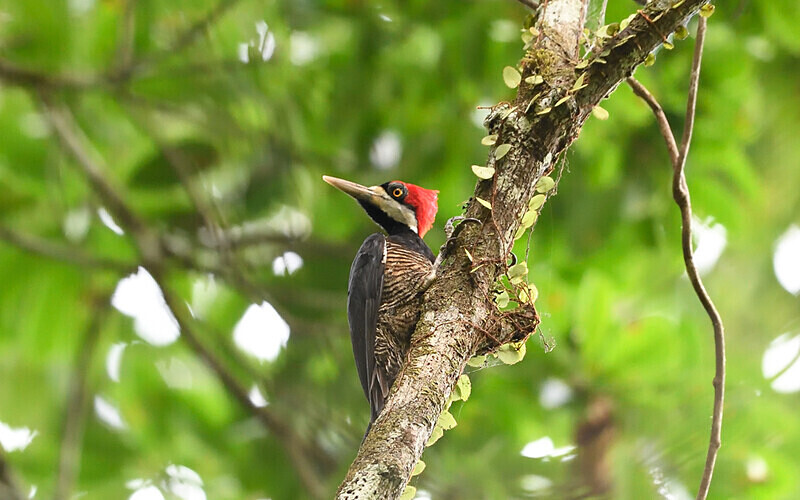 Lineated Woodpecker - Pacaya Samiria Pérou 2022