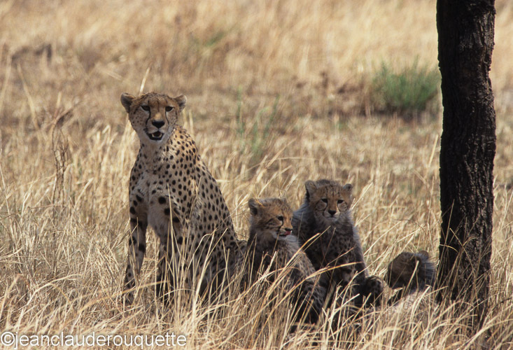 Cheetah's family - Serengeti N.P. and N'gorongoro Tanzania 1998, 2005 and 2006