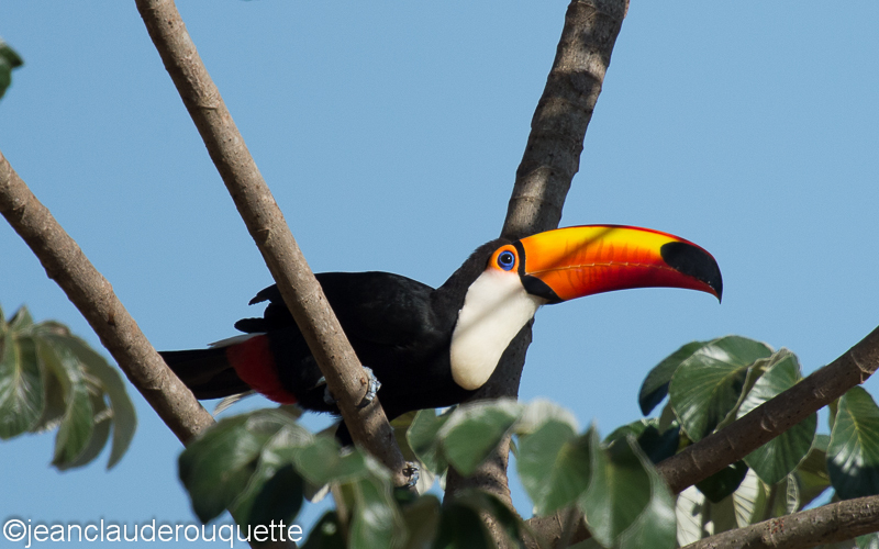 Toco toucan - Pantanal Brazil 2015