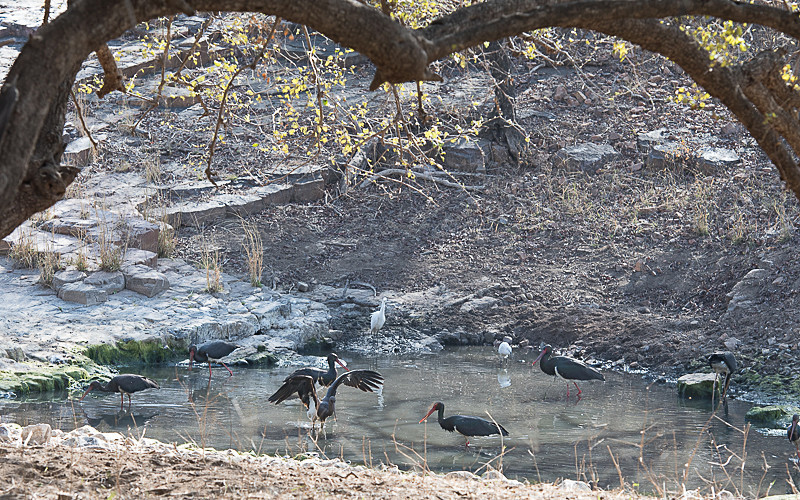 Black Storks - Ranthambhore 2017