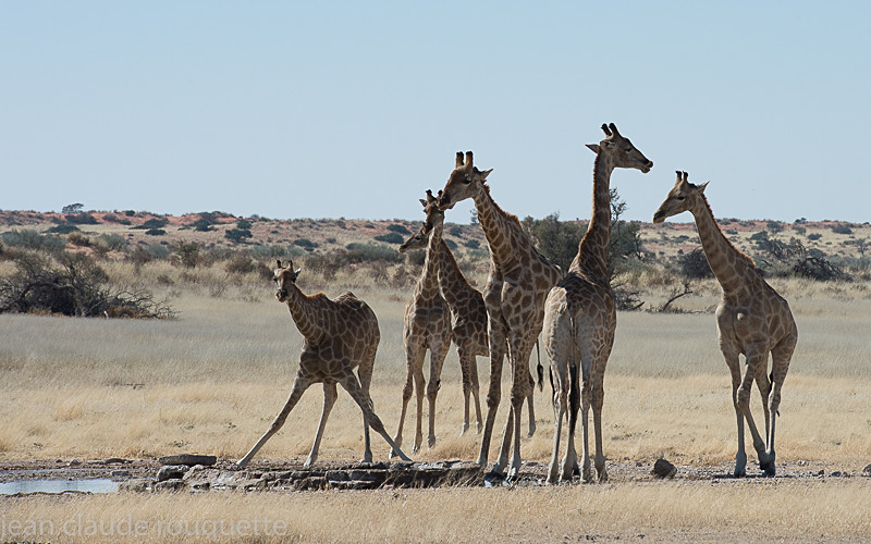  - Kgalagadi transfrontier park (2017)