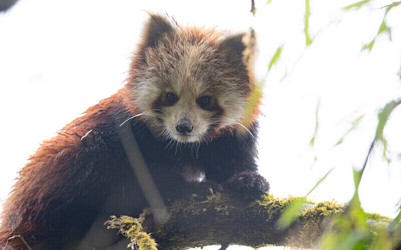 Red Panda - Singalila National Park February 2025 North East India