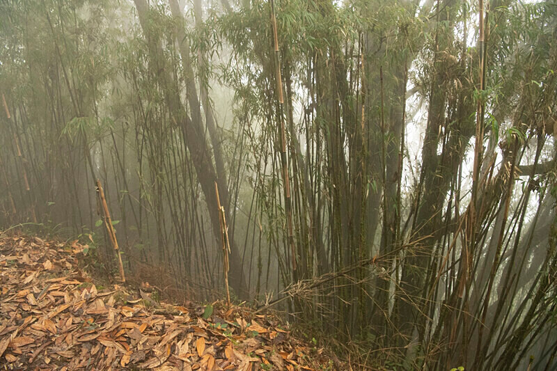  - Singalila National Park February 2025 North East India