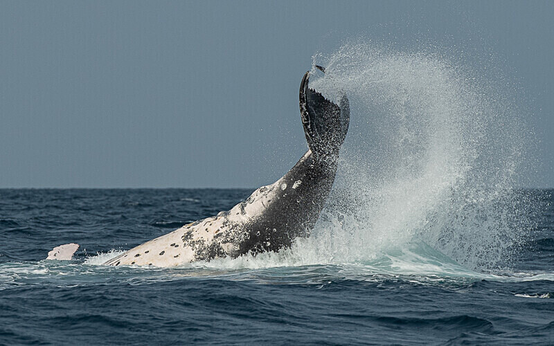 Humpback whale - Loango national park (Gabon 2024)