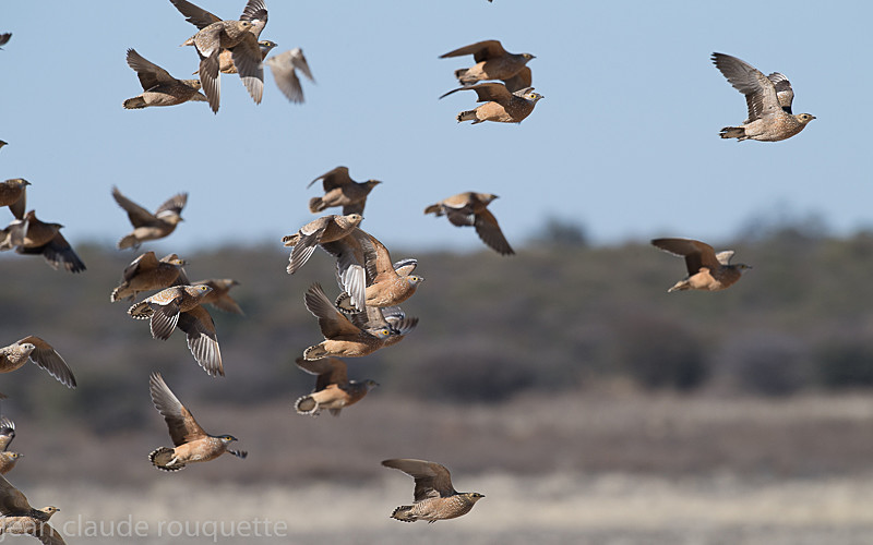 Namaqua Sandgrouse - Kgalagadi transfrontier park (2017)