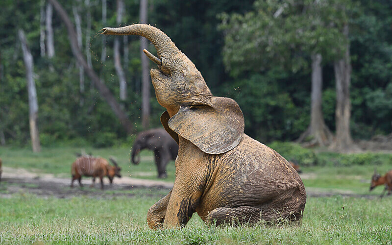  - Dzanga Sangha National Park (République Centrafricaine) 2019