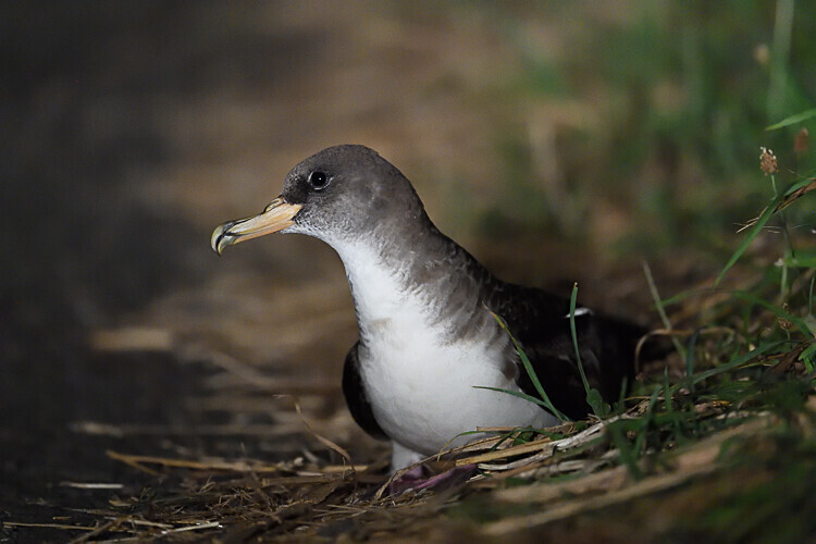 Shearwater - Açores 2020