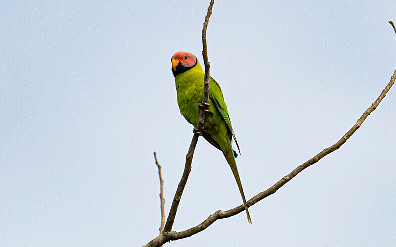 Plum-headed Parakeet - Kaziranga National Park Noth East India 2025
