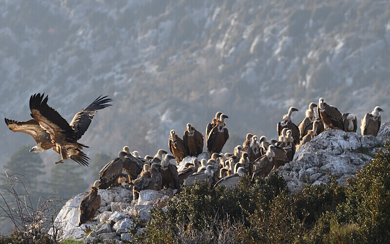  - Vautours du verdon