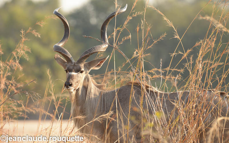 Greater kudu - South Luangwa 2014 (Zambia)