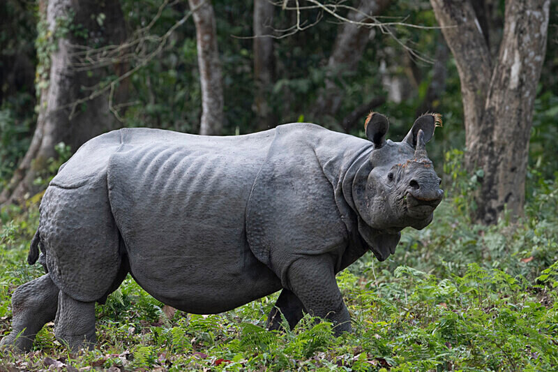 Rhino - Kaziranga National Park Noth East India 2025