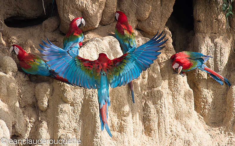 - Manu national park (Peru 2015)