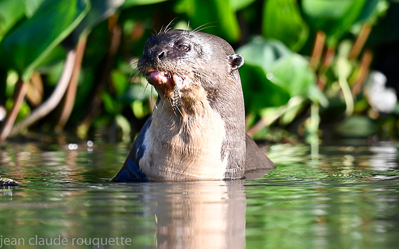  - Pantanal 2018 Porto Jofré