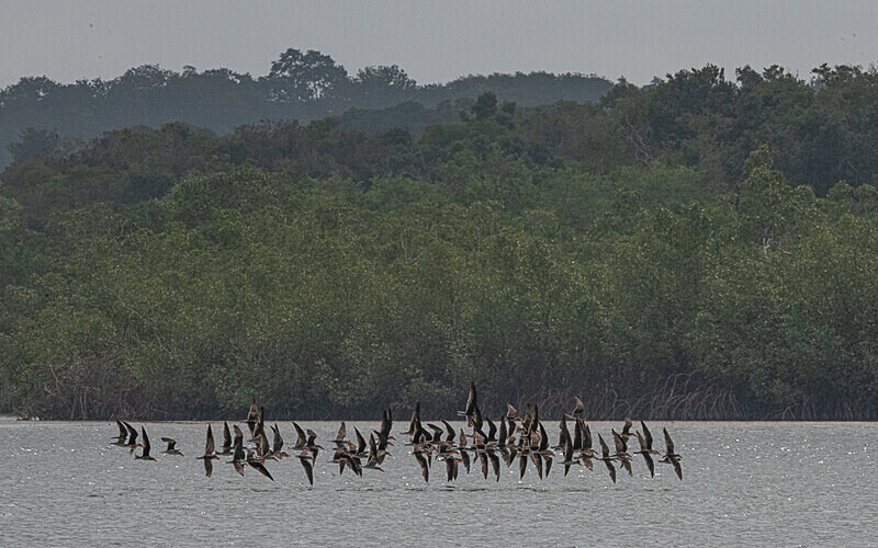 African skimmers - Loango national park (Gabon 2024)