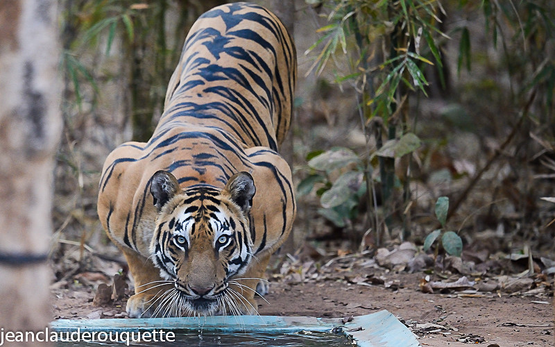  - Tadoba national park (India 2016)
