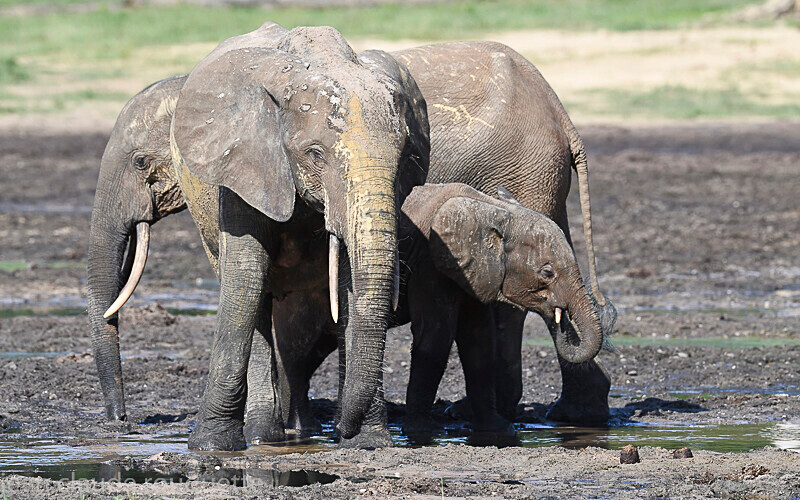 - Dzanga Sangha National Park (République Centrafricaine) 2019
