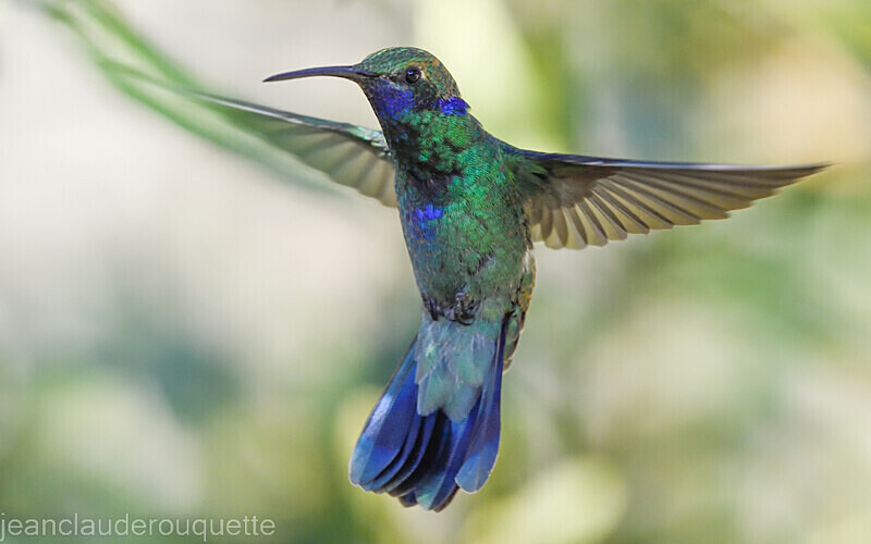 Sparkling Violetear - Huembo lodge  2022 Colibris du Pérou
