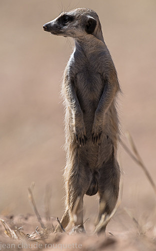  - Kgalagadi transfrontier park (2017)