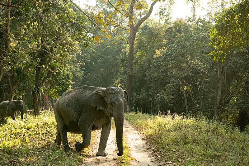 East gate - Kaziranga National Park Noth East India 2025