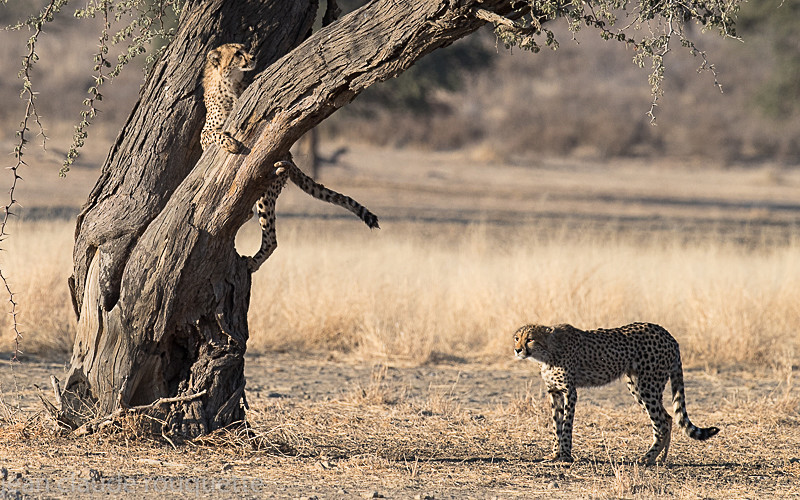  - Kgalagadi transfrontier park (2017)