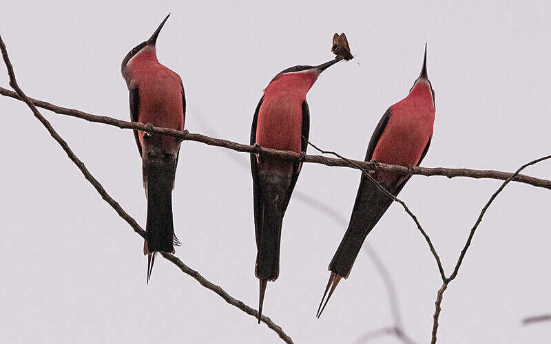 Rosy bee-eaters - Loango national park (Gabon 2024)