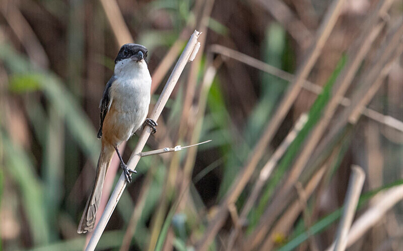 Long-tailed Shrike - Kaziranga National Park Noth East India 2025