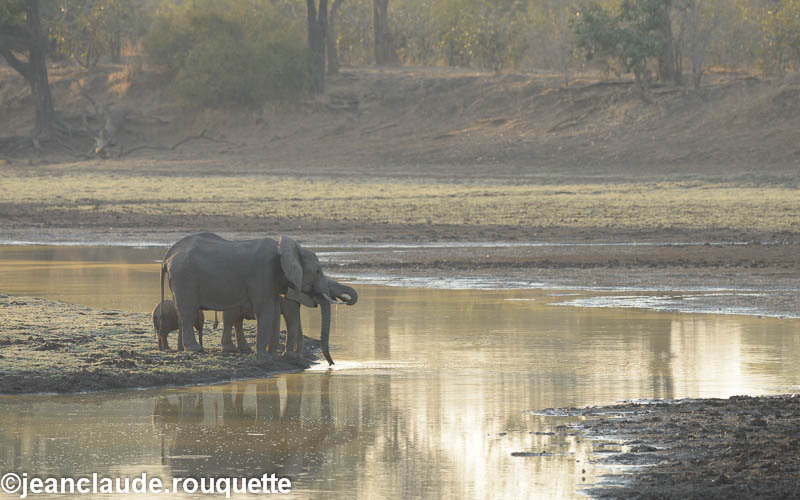 Zikomo bush camp - South Luangwa 2014 (Zambia)