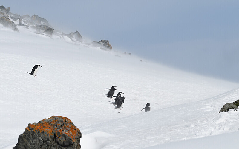  - Ushuaïa Malvinas South Georgia Antartica Peninsula
