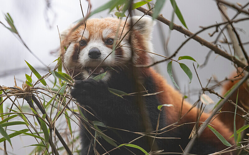 Red Panda - Singalila National Park February 2025 North East India