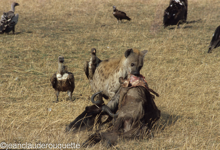 Hyeana is pulling the wildbeest's carcass - Serengeti N.P. and N'gorongoro Tanzania 1998, 2005 and 2006