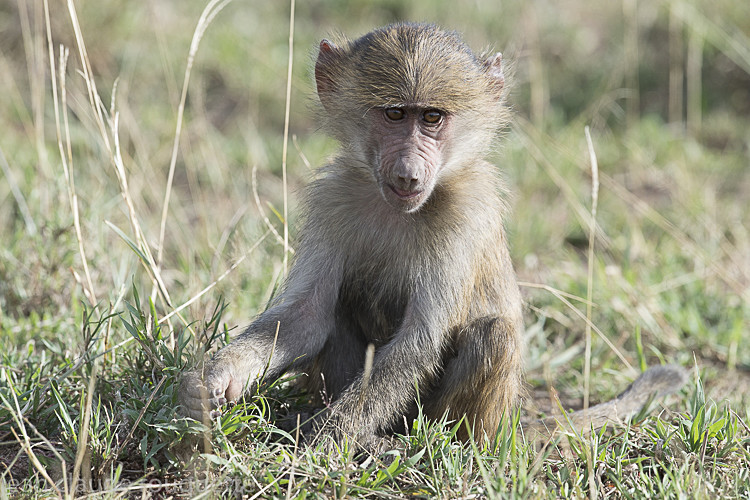 Young baboon - Serengeti N.P. and N'Gorongoro Tanzania 2018