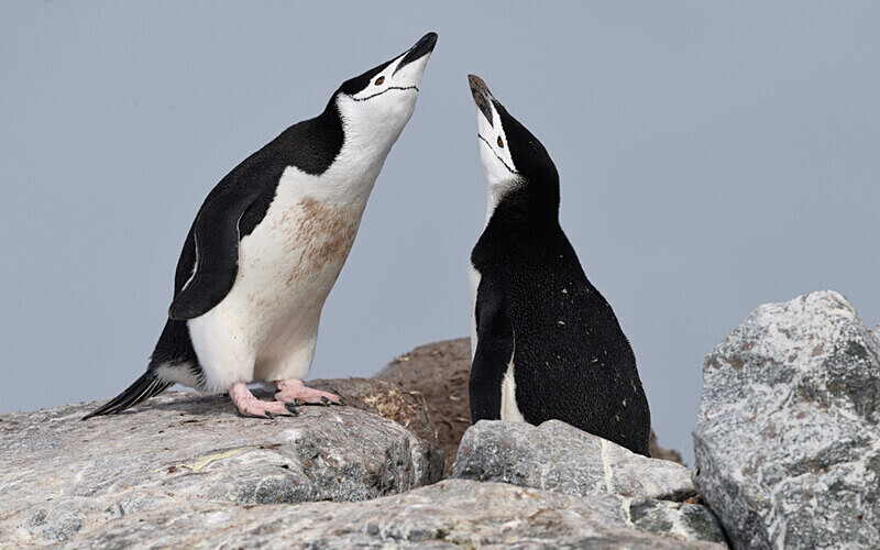  - Ushuaïa Malvinas South Georgia Antartica Peninsula