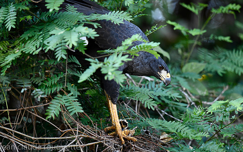 Great black hawk - Pantanal 2018 Porto Jofré