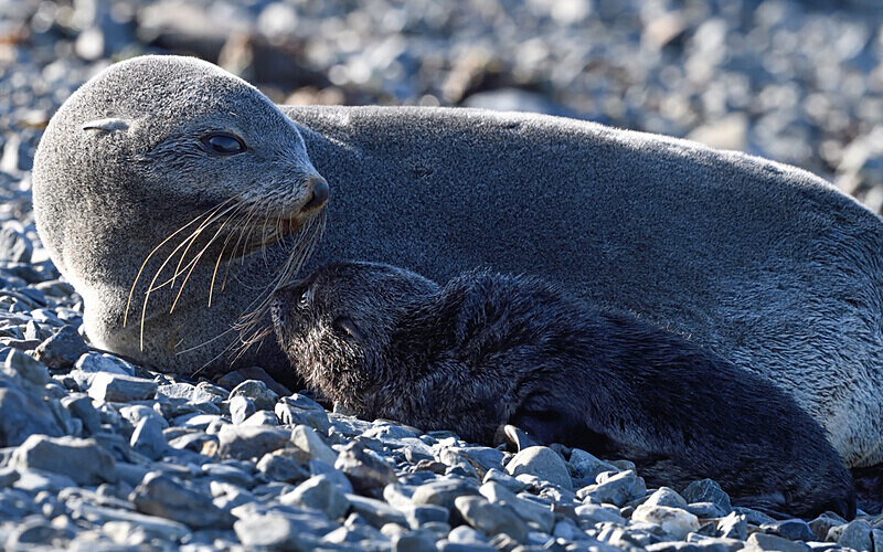 Female fur sel with her cub - Ushuaïa Malvinas South Georgia Antartica Peninsula