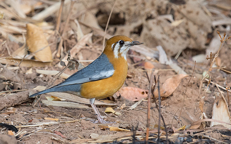 Orange-headed Thrush - Tadoba national park 2017