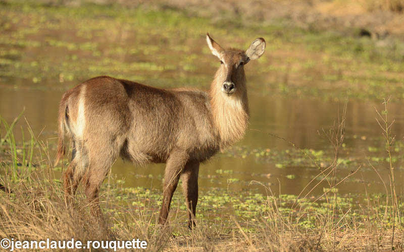 Female waterbuck - South Luangwa N.P. Zambia 2013