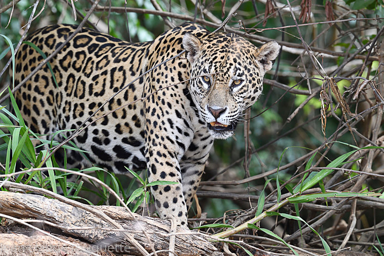  - Pantanal 2018 Porto Jofré